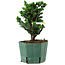 Chamaecyparis obtusa Sekka Hinoki, 18 cm, ± 12 years old