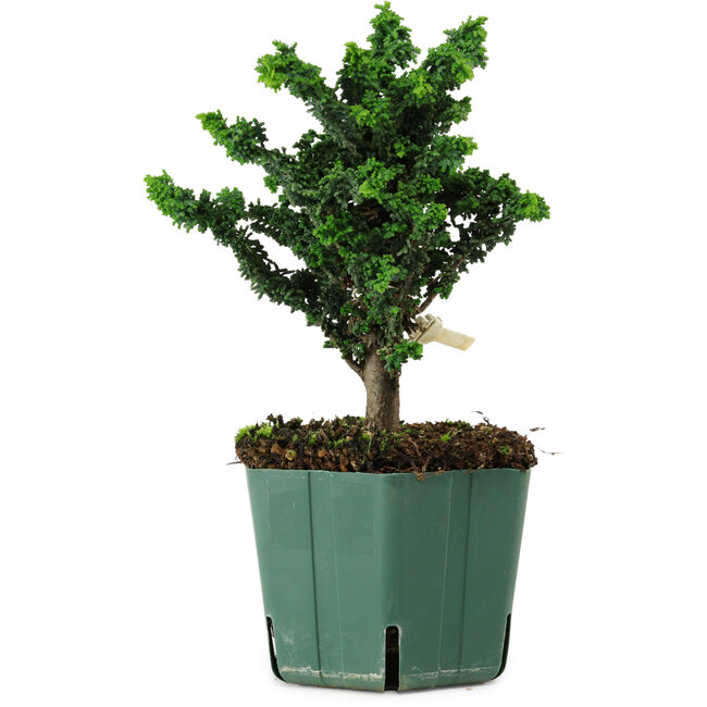 Chamaecyparis obtusa Sekka Hinoki, 19 cm, ± 12 years old