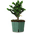 Chamaecyparis obtusa Sekka Hinoki, 19 cm, ± 12 anni