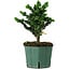 Chamaecyparis obtusa Sekka Hinoki, 19 cm, ± 12 ans