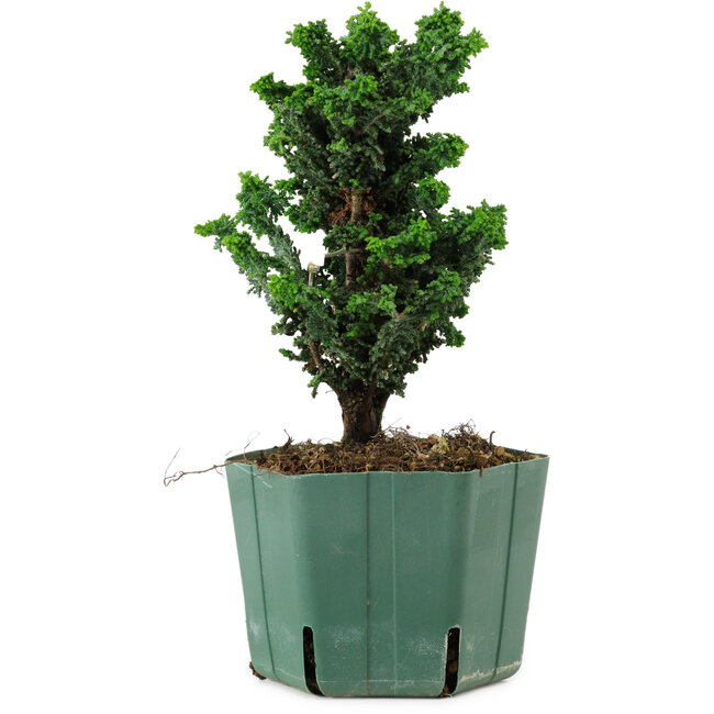 Chamaecyparis obtusa Sekka Hinoki, 18 cm, ± 12 ans