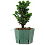 Chamaecyparis obtusa Sekka Hinoki, 18 cm, ± 12 years old