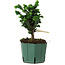 Chamaecyparis obtusa Sekka Hinoki, 19 cm, ± 12 years old