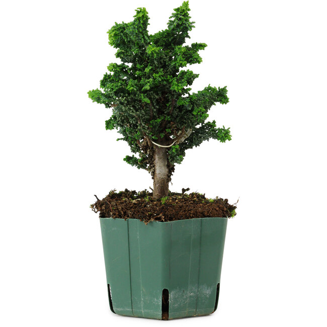 Chamaecyparis obtusa Sekka Hinoki, 19 cm, ± 12 years old