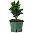 Chamaecyparis obtusa Sekka Hinoki, 19 cm, ± 12 anni