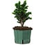 Chamaecyparis obtusa Sekka Hinoki, 19 cm, ± 12 ans