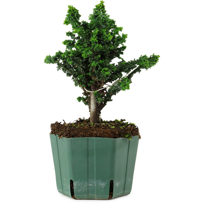 Chamaecyparis obtusa Sekka Hinoki, 19 cm, ± 12 years old