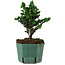 Chamaecyparis obtusa Sekka Hinoki, 19 cm, ± 12 años