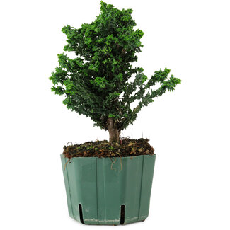 Chamaecyparis obtusa Sekka Hinoki, 20 cm, ± 12 years old
