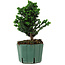 Chamaecyparis obtusa Sekka Hinoki, 20 cm, ± 12 years old