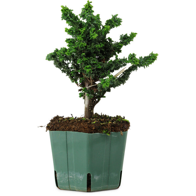 Chamaecyparis obtusa Sekka Hinoki, 19 cm, ± 12 years old