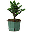 Chamaecyparis obtusa Sekka Hinoki, 19 cm, ± 12 years old