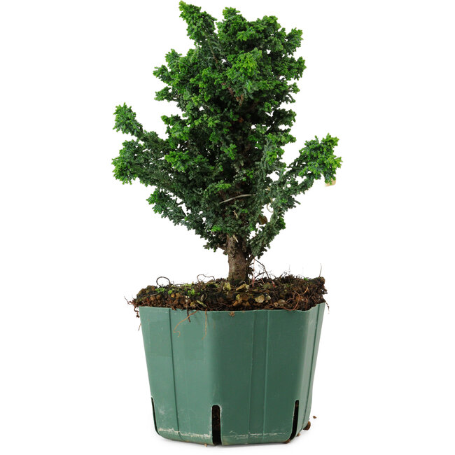 Chamaecyparis obtusa Sekka Hinoki, 20 cm, ± 12 ans
