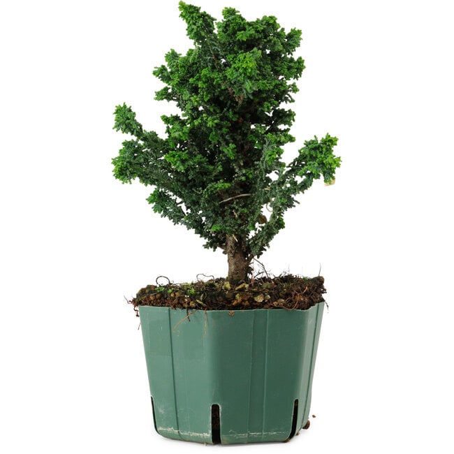 Chamaecyparis obtusa Sekka Hinoki, 20 cm, ± 12 years old