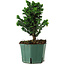 Chamaecyparis obtusa Sekka Hinoki, 20 cm, ± 12 ans