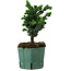 Chamaecyparis obtusa Sekka Hinoki, 19 cm, ± 12 years old