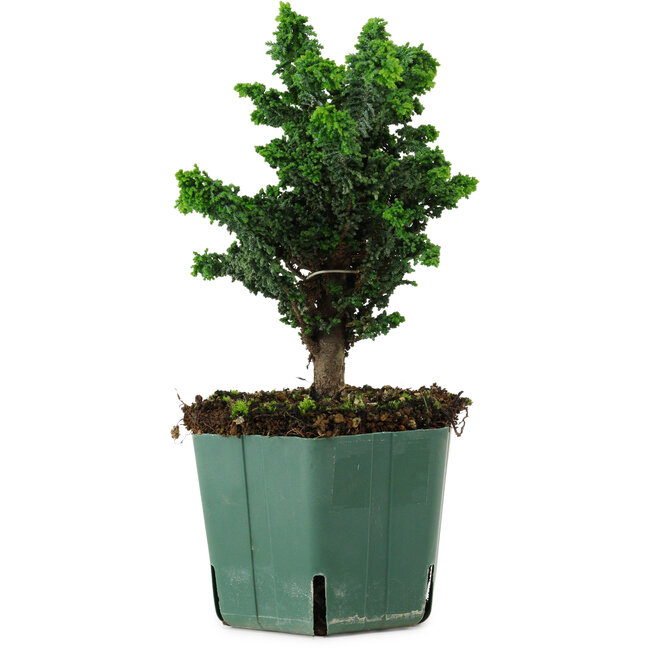 Chamaecyparis obtusa Sekka Hinoki, 19 cm, ± 12 años
