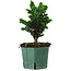 Chamaecyparis obtusa Sekka Hinoki, 19 cm, ± 12 ans