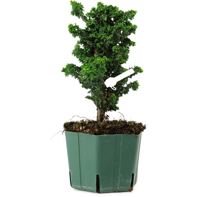 Chamaecyparis obtusa Sekka Hinoki, 20 cm, ± 12 ans