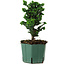 Chamaecyparis obtusa Sekka Hinoki, 20 cm, ± 12 years old