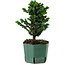Chamaecyparis obtusa Sekka Hinoki, 20 cm, ± 12 years old