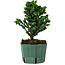 Chamaecyparis obtusa Sekka Hinoki, 20 cm, ± 12 years old