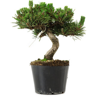 Pinus thunbergii Senshumaru, 18 cm, ± 10 years old