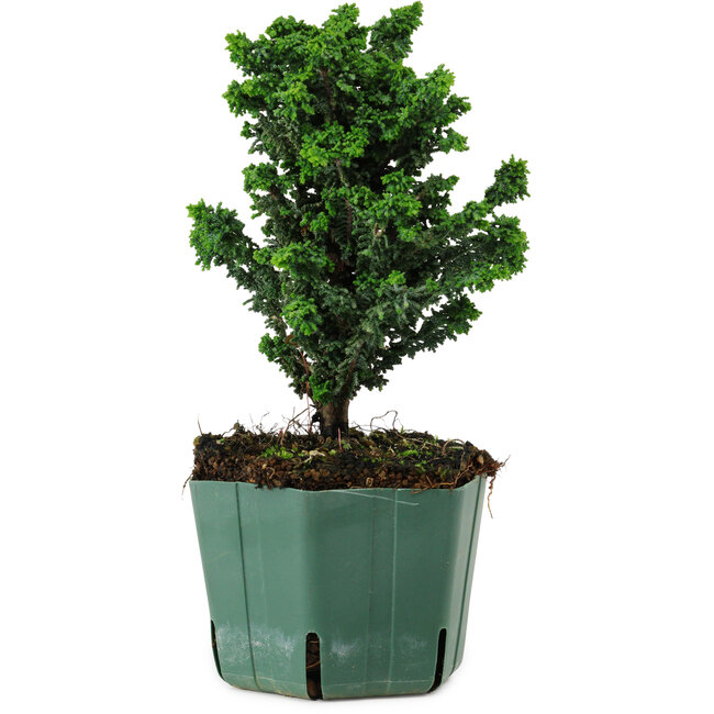 Chamaecyparis obtusa Sekka Hinoki, 20 cm, ± 12 years old