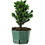 Chamaecyparis obtusa Sekka Hinoki, 20 cm, ± 12 years old