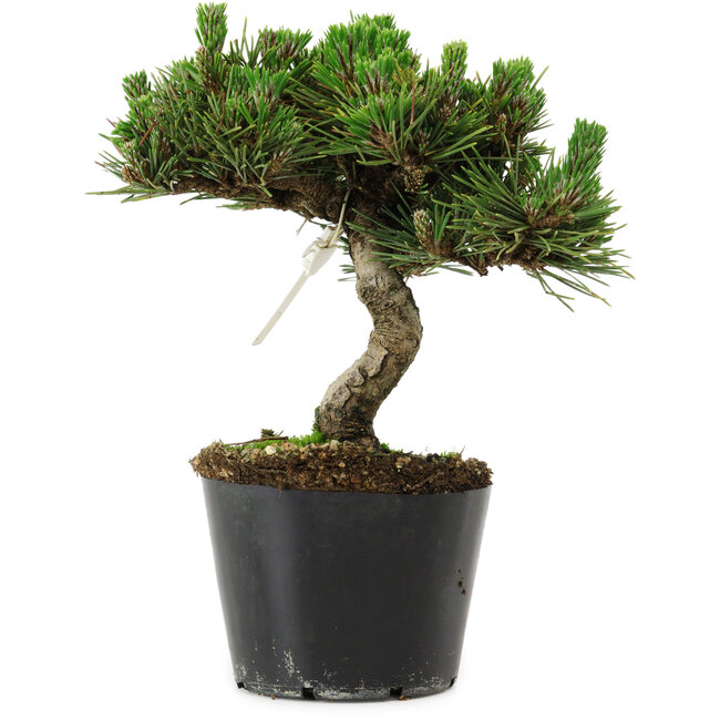 Pinus thunbergii Senshumaru, 18 cm, ± 10 years old