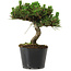 Pinus thunbergii Senshumaru, 18 cm, ± 10 years old