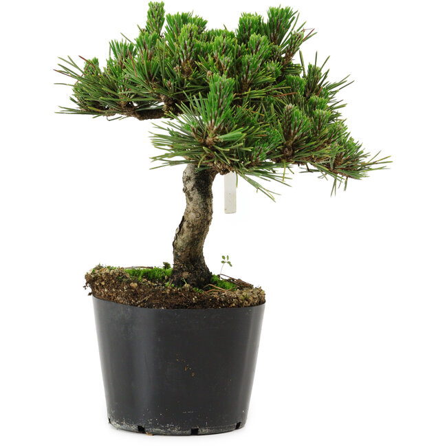 Pinus thunbergii Senshumaru, 18 cm, ± 10 years old