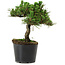 Pinus thunbergii Senshumaru, 18 cm, ± 10 years old
