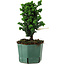 Chamaecyparis obtusa Sekka Hinoki, 20 cm, ± 12 years old