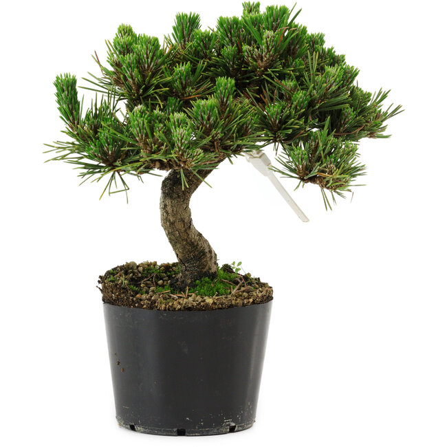Pinus thunbergii Senshumaru, 18 cm, ± 10 years old