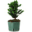Chamaecyparis obtusa Sekka Hinoki, 20 cm, ± 12 years old