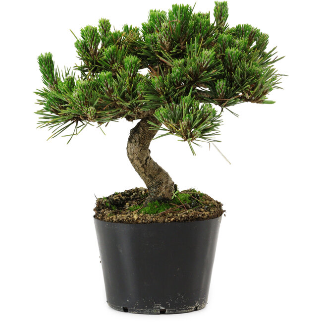 Pinus thunbergii Senshumaru, 18 cm, ± 10 years old