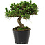 Pinus thunbergii Senshumaru, 18 cm, ± 10 years old