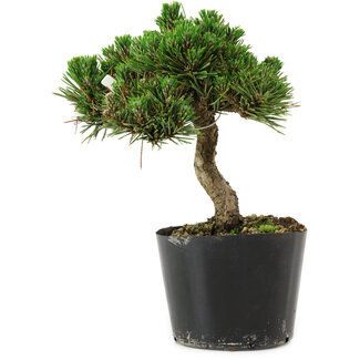Pinus thunbergii Senshumaru, 16 cm, ± 10 years old