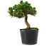 Pinus thunbergii Senshumaru, 16 cm, ± 10 years old