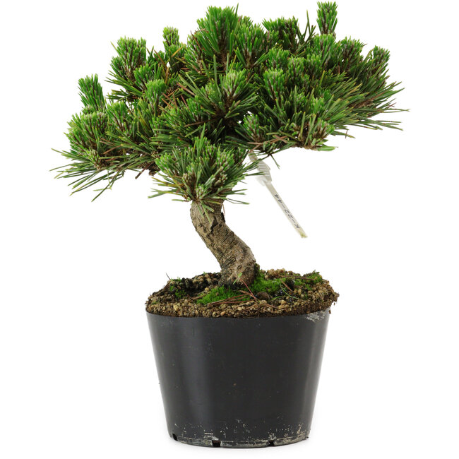 Pinus thunbergii Senshumaru, 18 cm, ± 10 years old