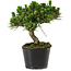 Pinus thunbergii Senshumaru, 18 cm, ± 10 years old
