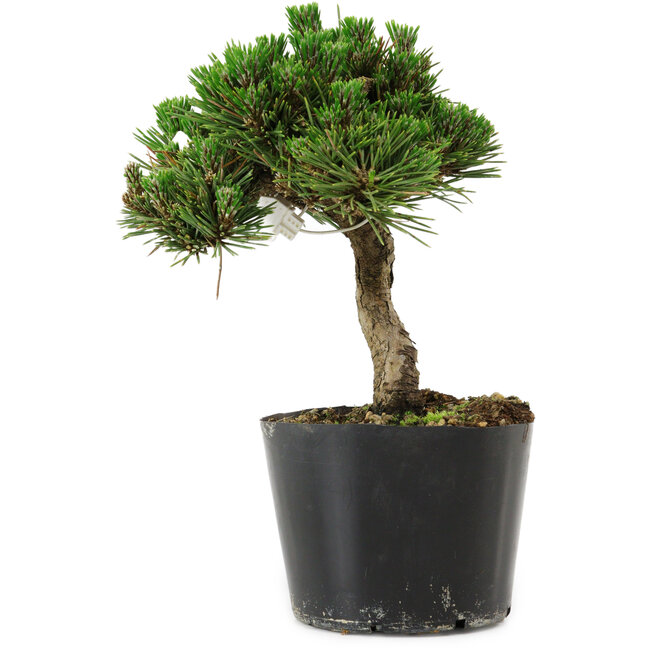 Pinus thunbergii Senshumaru, 16 cm, ± 10 anni