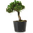 Pinus thunbergii Senshumaru, 16 cm, ± 10 years old