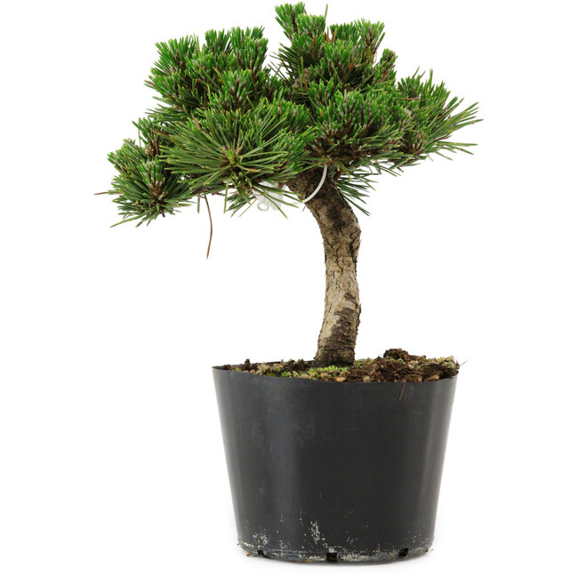 Pinus thunbergii Senshumaru, 16 cm, ± 10 years old