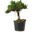 Pinus thunbergii Senshumaru, 18 cm, ± 10 years old