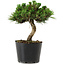 Pinus thunbergii Senshumaru, 16 cm, ± 10 years old