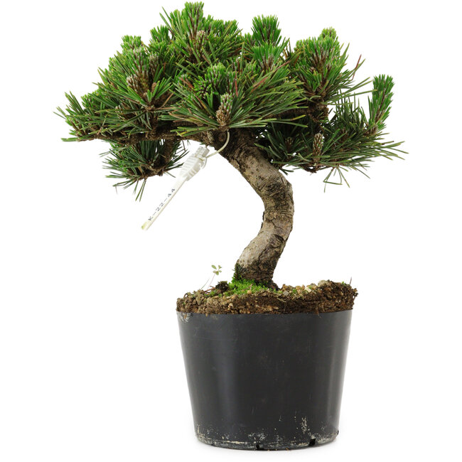 Pinus thunbergii Senshumaru, 18 cm, ± 10 years old