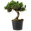 Pinus thunbergii Senshumaru, 18 cm, ± 10 years old