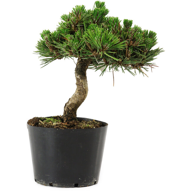 Pinus thunbergii Senshumaru, 16 cm, ± 10 years old